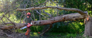 homeowners insurance cover tree removal