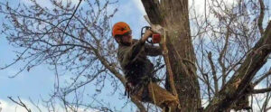 tree removal increase property value